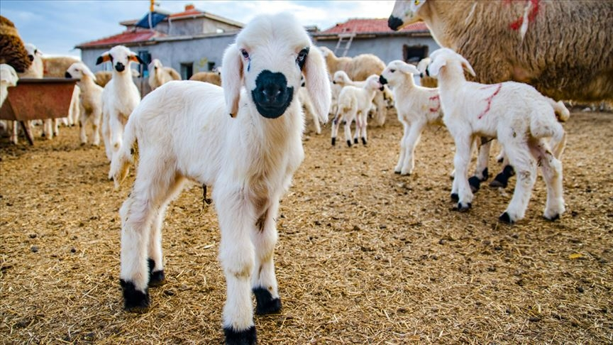  Küçükbaş desteği başvuruları açıldı: 10 soruda Kırsalda Bereket Projesi