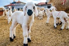  Küçükbaş desteği başvuruları açıldı: 10 soruda Kırsalda Bereket Projesi