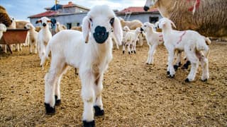  Küçükbaş desteği başvuruları açıldı: 10 soruda Kırsalda Bereket Projesi