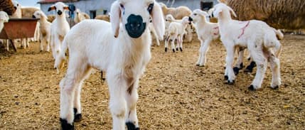  Küçükbaş desteği başvuruları açıldı: 10 soruda Kırsalda Bereket Projesi