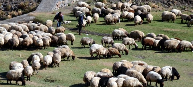 Küçükbaş hayvan üreticilerine 3,9 milyar TL'lik destek ödemesi yapılacak