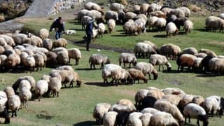 Küçükbaş hayvan üreticilerine 3,9 milyar TL'lik destek ödemesi yapılacak