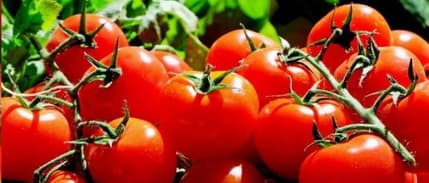 Kumluca'dan Zirai İlaç İddiasına Tepki