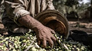 Kuraklık endişelerine rağmen bitkisel üretimde rekor kırıldı: Zirvede zeytin yer aldı