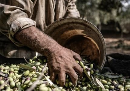 Kuraklık endişelerine rağmen bitkisel üretimde rekor kırıldı: Zirvede zeytin yer aldı