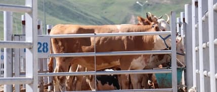 Kurban Bayramı'na sayılı gün kaldı: Büyükbaş ve küçükbaş fiyatları ne kadar olacak? 