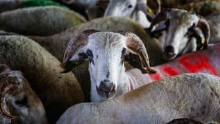 Kurban Bayramı'na sayılı gün kaldı: Büyükbaş ve küçükbaş fiyatları ne kadar olacak?