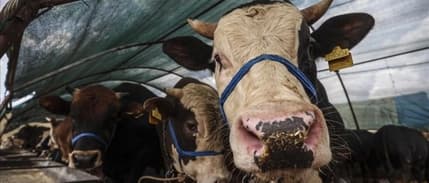 Kurban Bayramı öncesi hayvan yetiştiricilerinden belediyelere çağrı