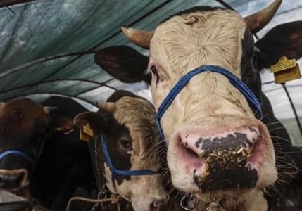Kurban Bayramı öncesi hayvan yetiştiricilerinden belediyelere çağrı