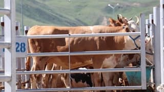 Kurban Bayramı öncesi tedbirler artırıldı