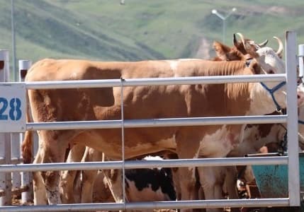 Kurban Bayramı öncesi tedbirler artırıldı