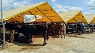 Kurban pazarlarında satılamayan hayvanları ESK satın alacak
