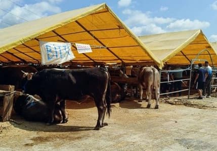 Kurban pazarlarında satılamayan hayvanları ESK satın alacak