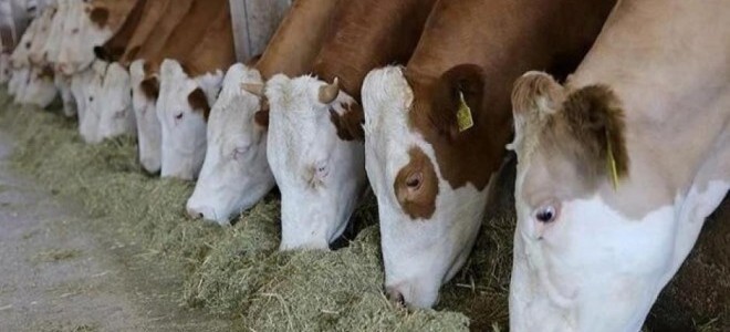 Kurbanlık alımında hisseli büyükbaş satışları dikkat çekiyor