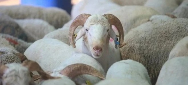 Kurban Bayramı öncesinde büyükbaş ve küçükbaşta ilk rakamlar