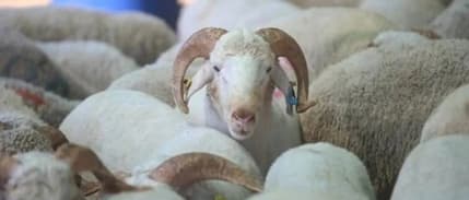 Kurban Bayramı öncesinde büyükbaş ve küçükbaşta ilk rakamlar