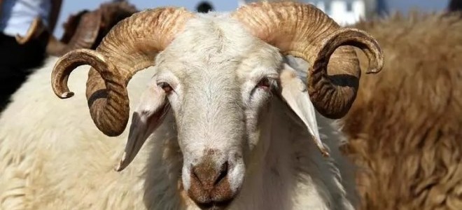 Kurbanlık sayısında %10 düşüş bekleniyor: Kurban fiyatlarında son durum ne?