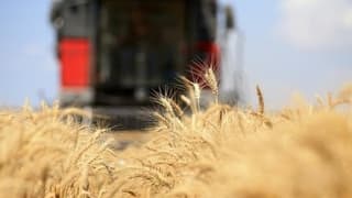 Küresel gıda fiyatlarında sınırlı gerileme