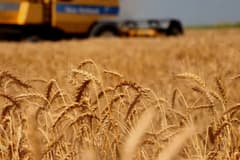 Küresel tarım piyasalarında Trump belirsizliği