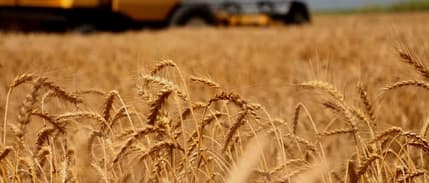 Küresel tarım piyasalarında Trump belirsizliği