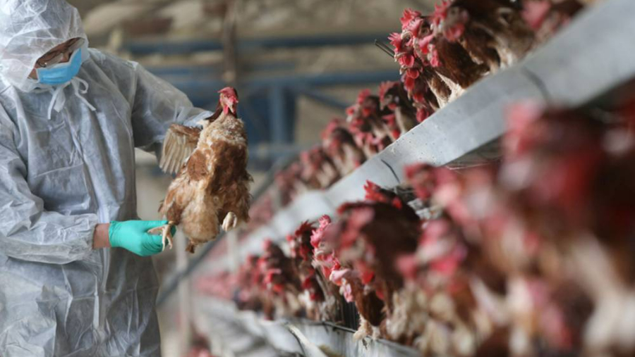 Kuş gribi mağduru çiftçilere Fransa'dan ekonomik destek