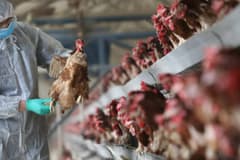 Kuş gribi mağduru çiftçilere Fransa'dan ekonomik destek