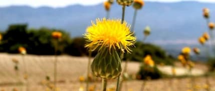 Kuşadası’nda bu endemik bitkiyi koparmanın cezası 244 bin TL!