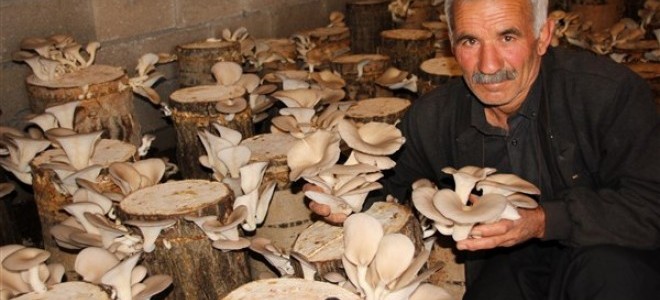 Kütük Mantarı Hem Üreticiye Hem Tüketiciye Kazandırıyor