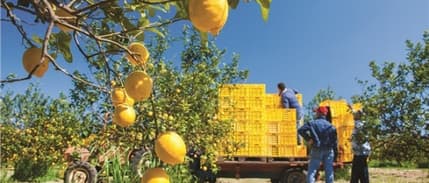 Limon Fiyatına 'Turfanda' Ayarı