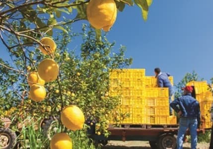 Limon Fiyatına 'Turfanda' Ayarı