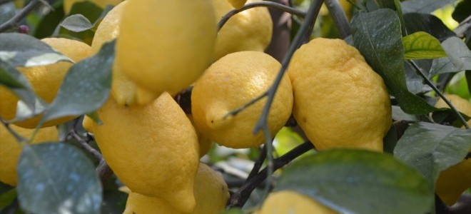Limon ihracatındaki geçici kısıtlama kaldırıldı