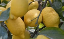 Limon ihracatındaki geçici kısıtlama kaldırıldı