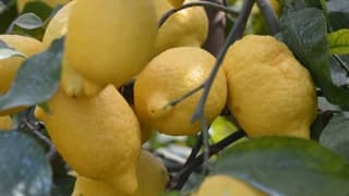 Limon ihracatındaki geçici kısıtlama kaldırıldı