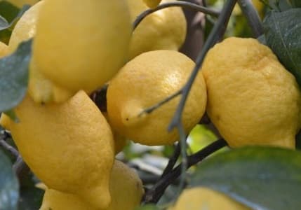 Limon ihracatındaki geçici kısıtlama kaldırıldı