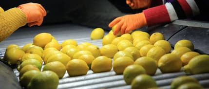 Limon ithalatında gümrük vergisi düşürüldü