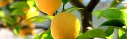 Limon Üreticileri Teşvik Priminin Açıklanmasını Bekliyor
