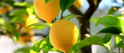 Limon Üreticileri Teşvik Priminin Açıklanmasını Bekliyor