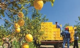 Limonda üretici ile market fiyatları arasındaki fark 5 kata yaklaştı