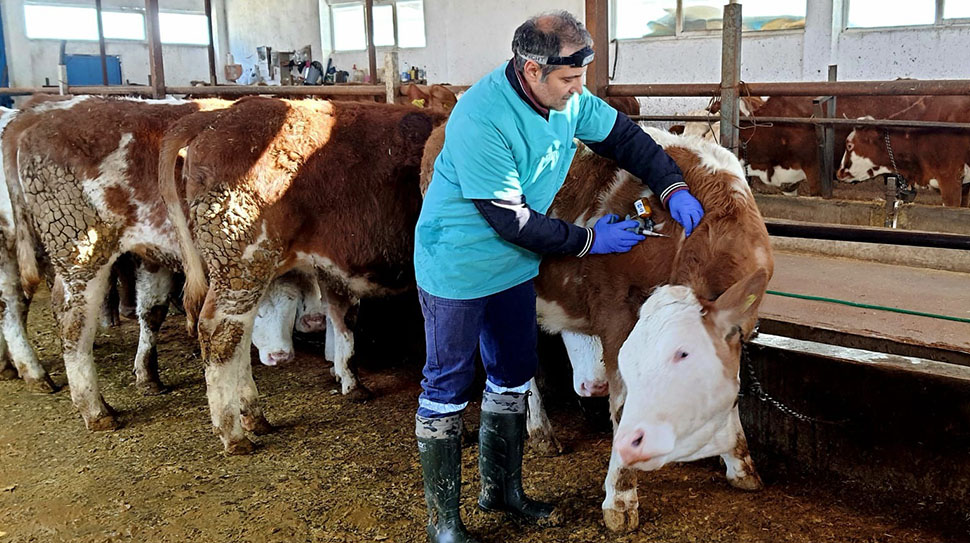 Malatya'da hayvanlara 1,5 milyon doz aşı yapılacak