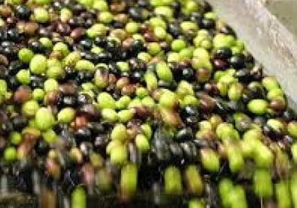 Marmarabirlik, 50 bin ton zeytin alım hedefine yaklaşıyor