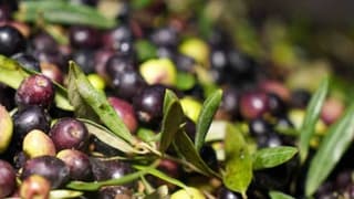 Marmarabirlik bir kilogram zeytinin üretim maliyetini açıkladı