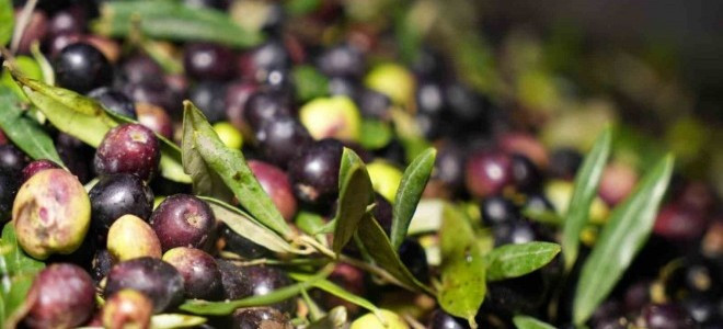 Marmarabirlik zeytin alım fiyatlarını açıkladı