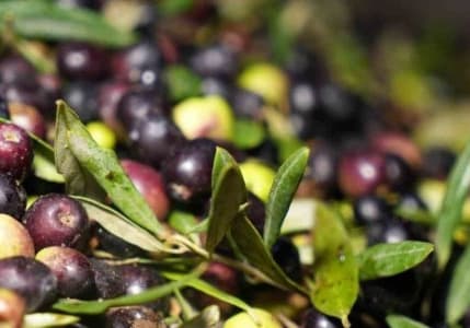 Marmarabirlik zeytin alım fiyatlarını açıkladı