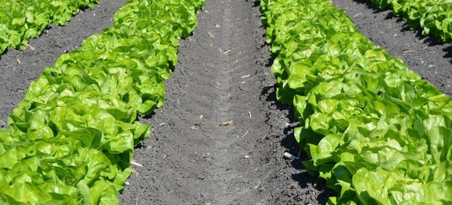 Marul 5 Katı Kar ile Müşteriye Sunuluyor