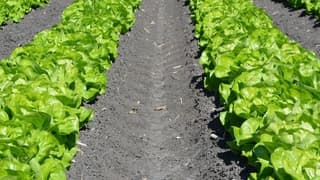 Marul 5 Katı Kar ile Müşteriye Sunuluyor