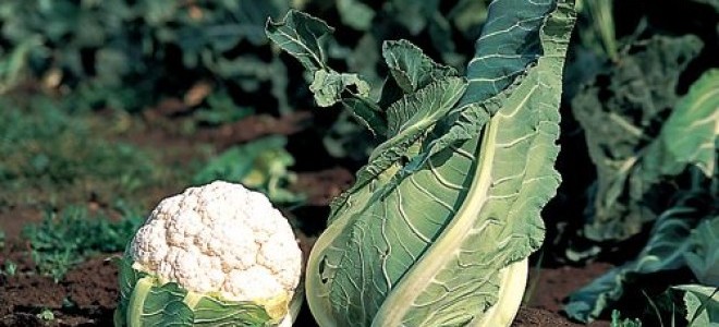 Mersin'de Karnabahar Tarlada Kaldı