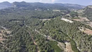 Mersin'de ormanlık alanlara girmek yaz boyunca yasaklandı