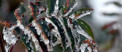 Meteoroloji'den zirai don uyarısı