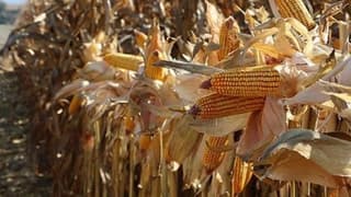 Mısır ithalatı için tarife kontenjanı açıldı