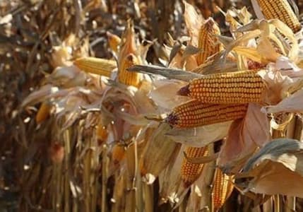 Mısır ithalatı için tarife kontenjanı açıldı